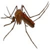 mosquito hunt官方版